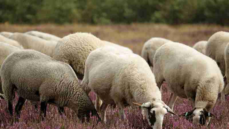 Stock Photo, tags: schapen van conestoga college voor - cdn.pixabay.com